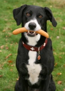 Hundezubehör Hundehalsband Hundezubehör modisches Hundehalsband