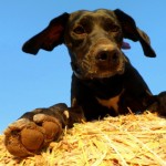 Hundezubehör Hund auf Heuballen